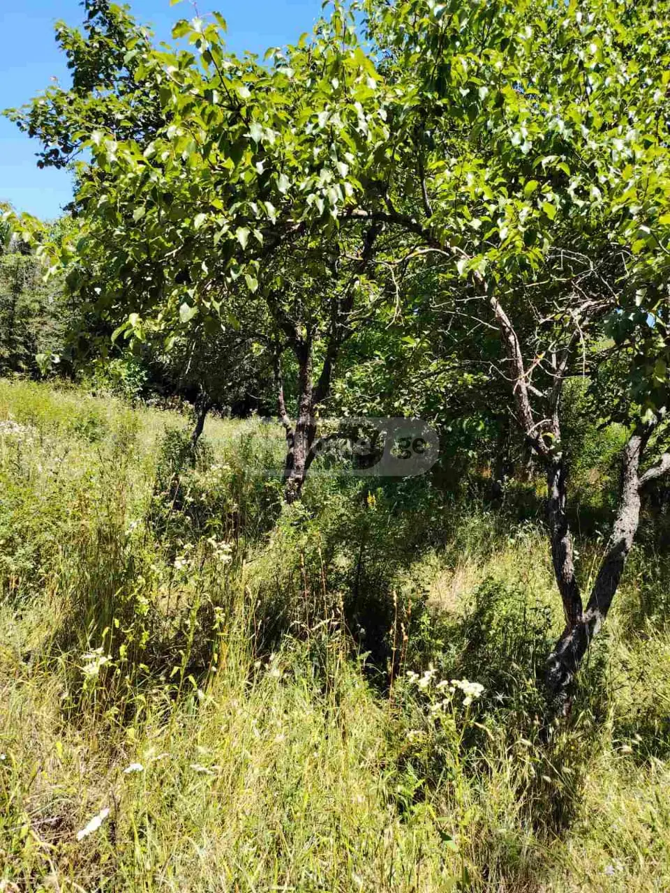 იყიდება Non-Agricultural Plot In Mchadijvari, In Dushetiში view 8