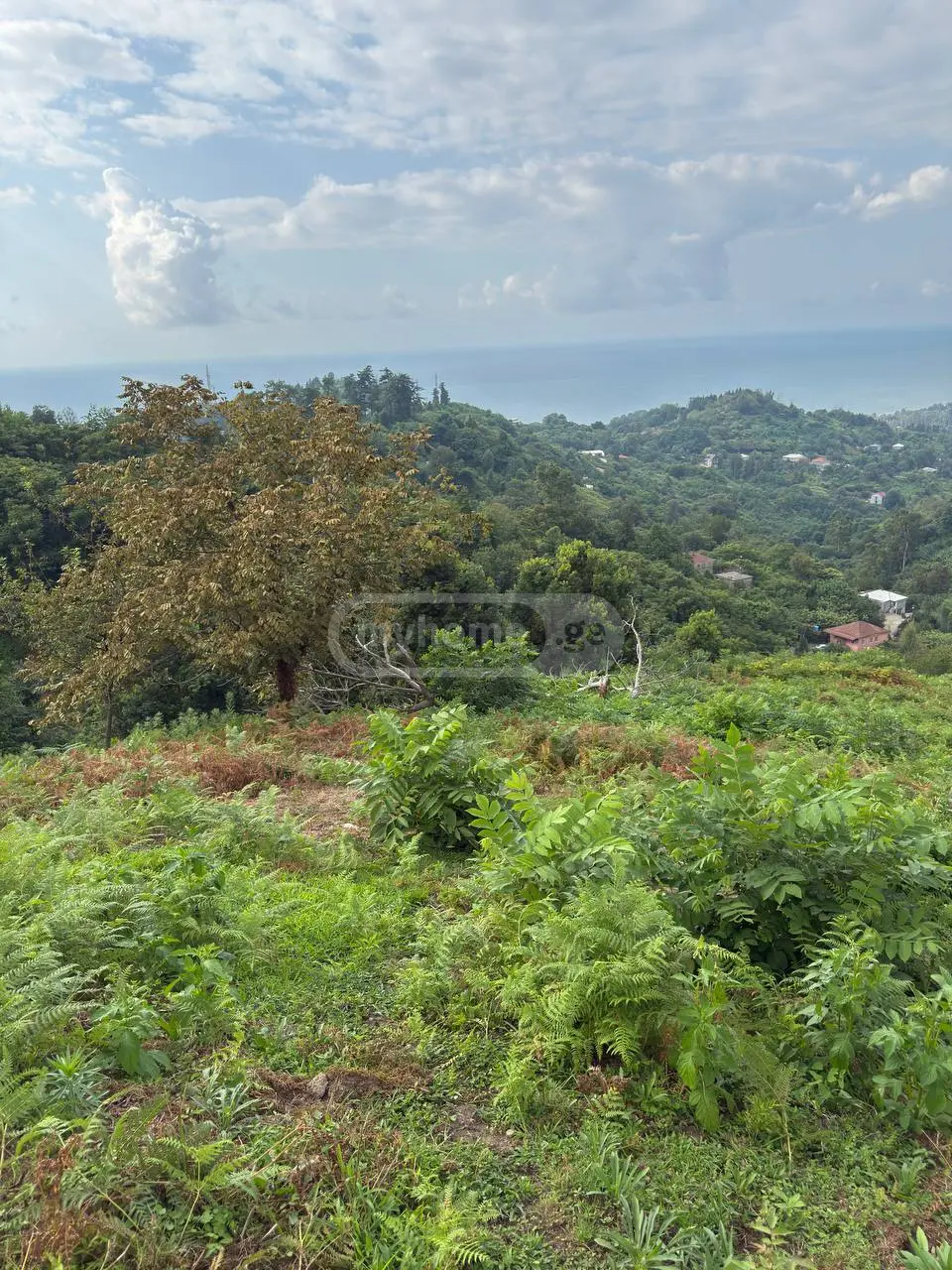 Non-Agricultural Plot For Sale In Makhinjauri, In Batumi view 6