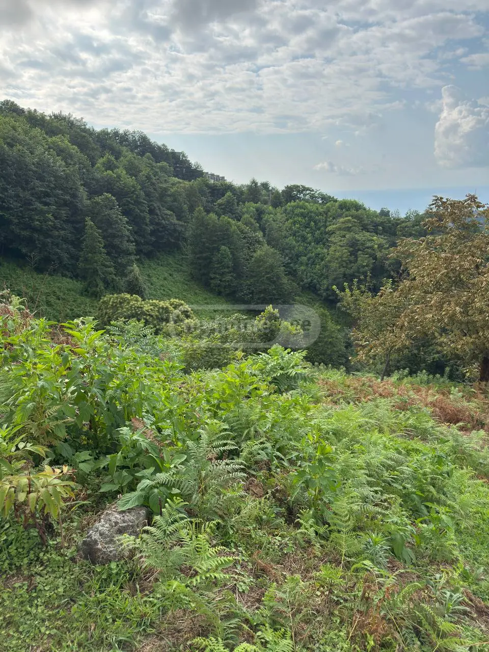 Non-Agricultural Plot For Sale In Makhinjauri, In Batumi view 7