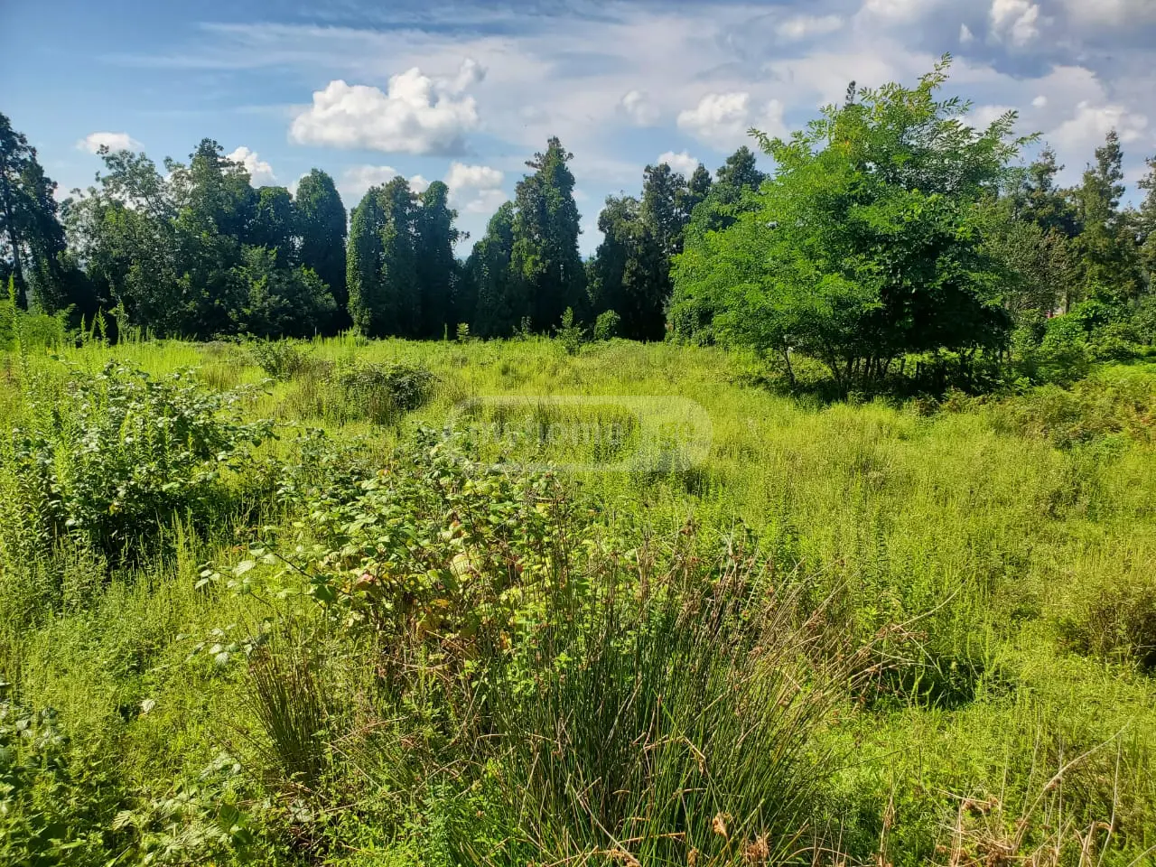 Agricultural Plot For Sale In Ureki, In Ozurgeti Municipality view 9