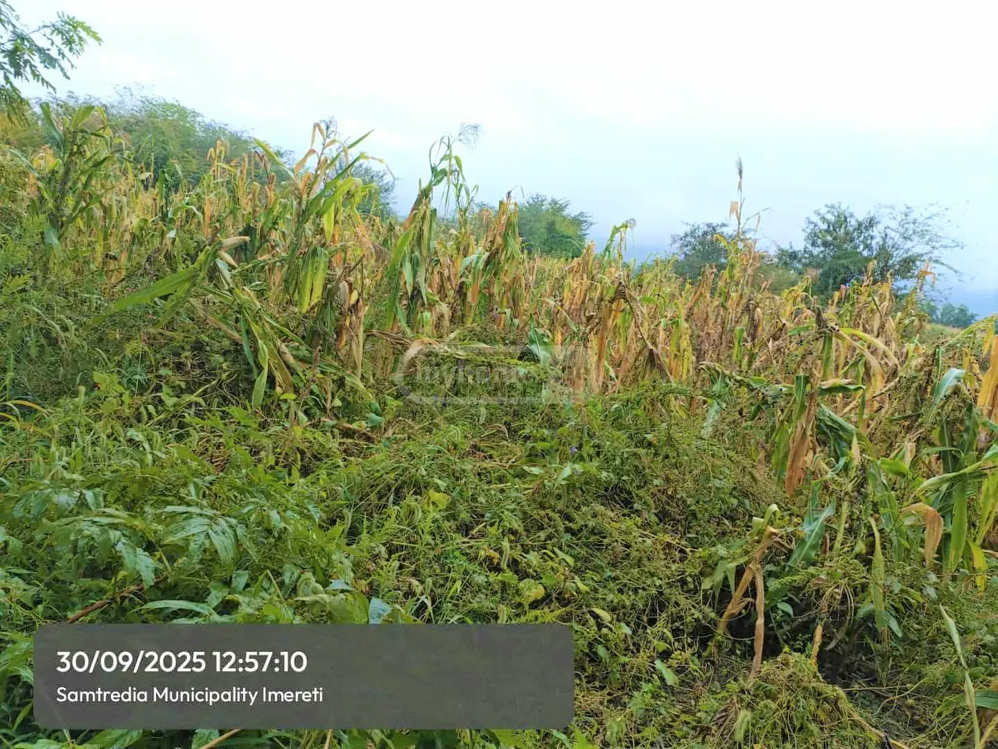 Agricultural Plot For Sale In Samtredia view 2