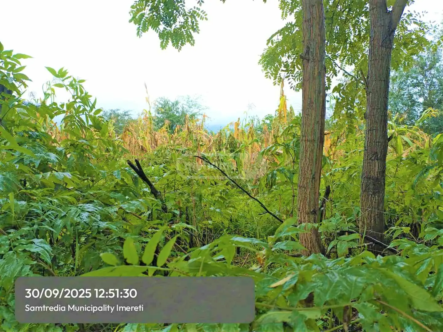 Agricultural Plot For Sale In Samtredia view 1