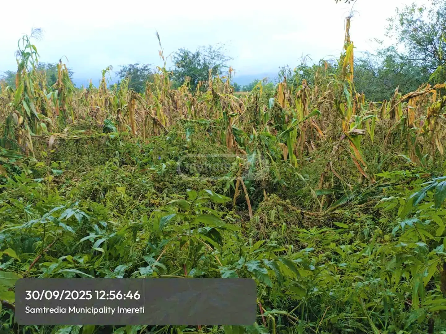 Agricultural Plot For Sale In Samtredia view 1