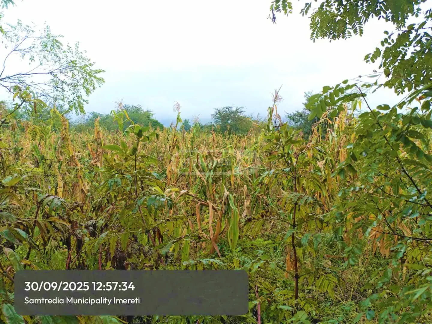 Agricultural Plot For Sale In Samtredia view 3