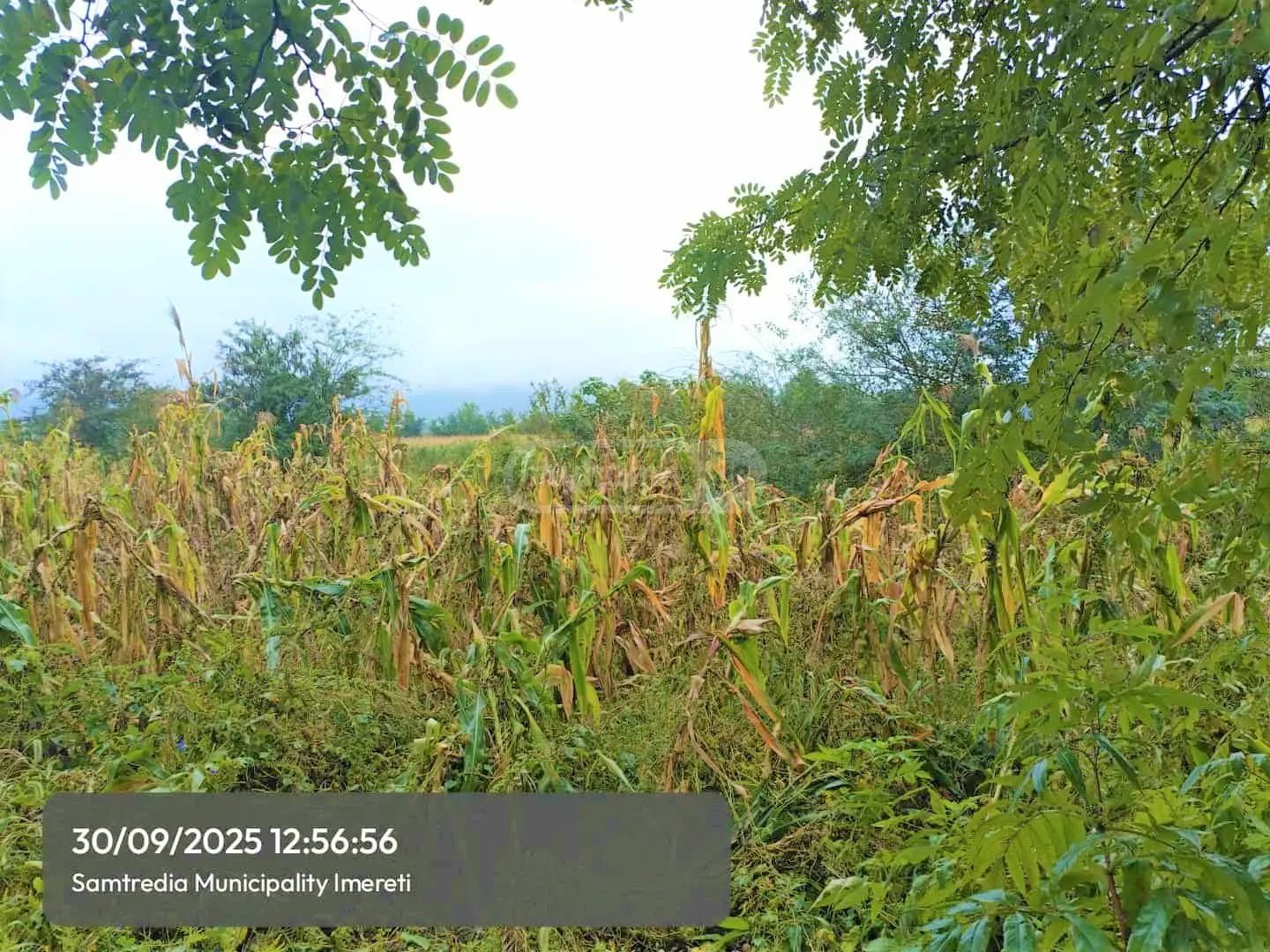 Agricultural Plot For Sale In Samtredia view 1