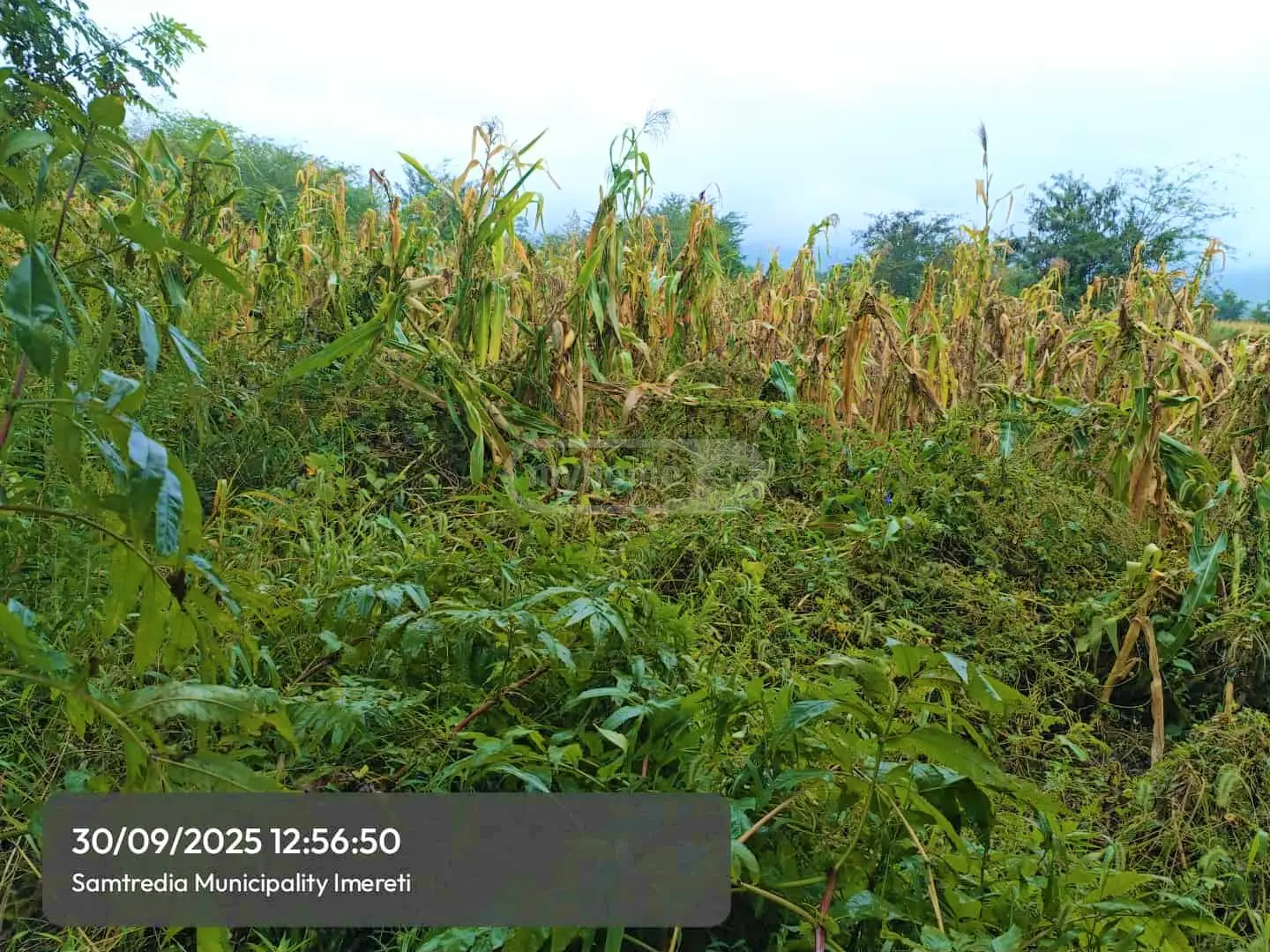 Agricultural Plot For Sale In Samtredia view 2