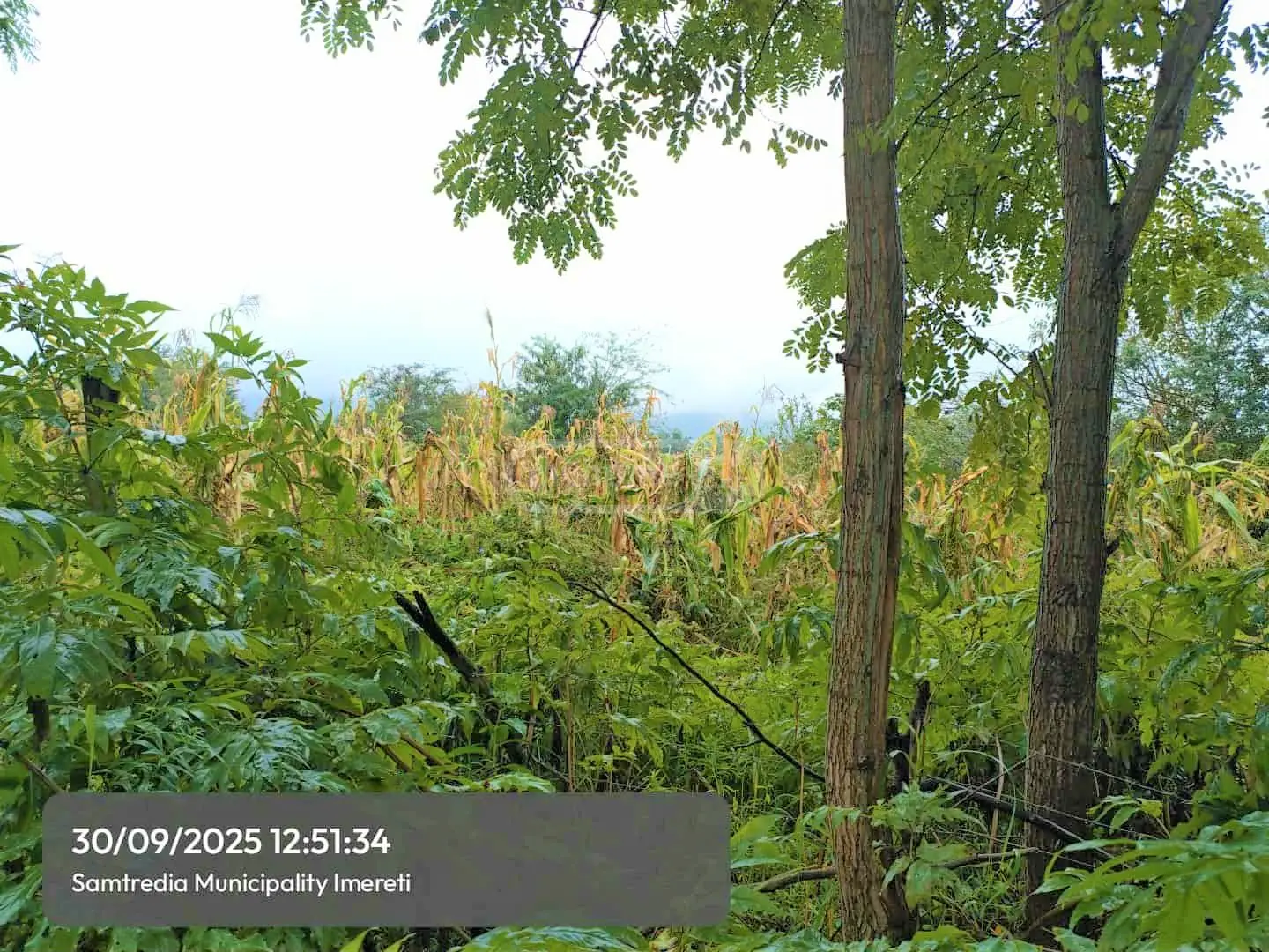 Agricultural Plot For Sale In Samtredia view 2