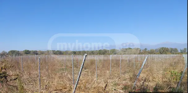 Продажа Agricultural Plot в In Gurjaani (Village), In Gurjaani view 3