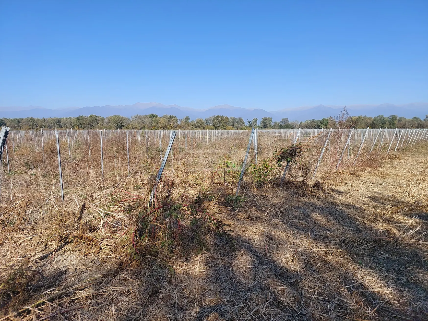 Продажа Agricultural Plot в In Gurjaani (Village), In Gurjaani view 1