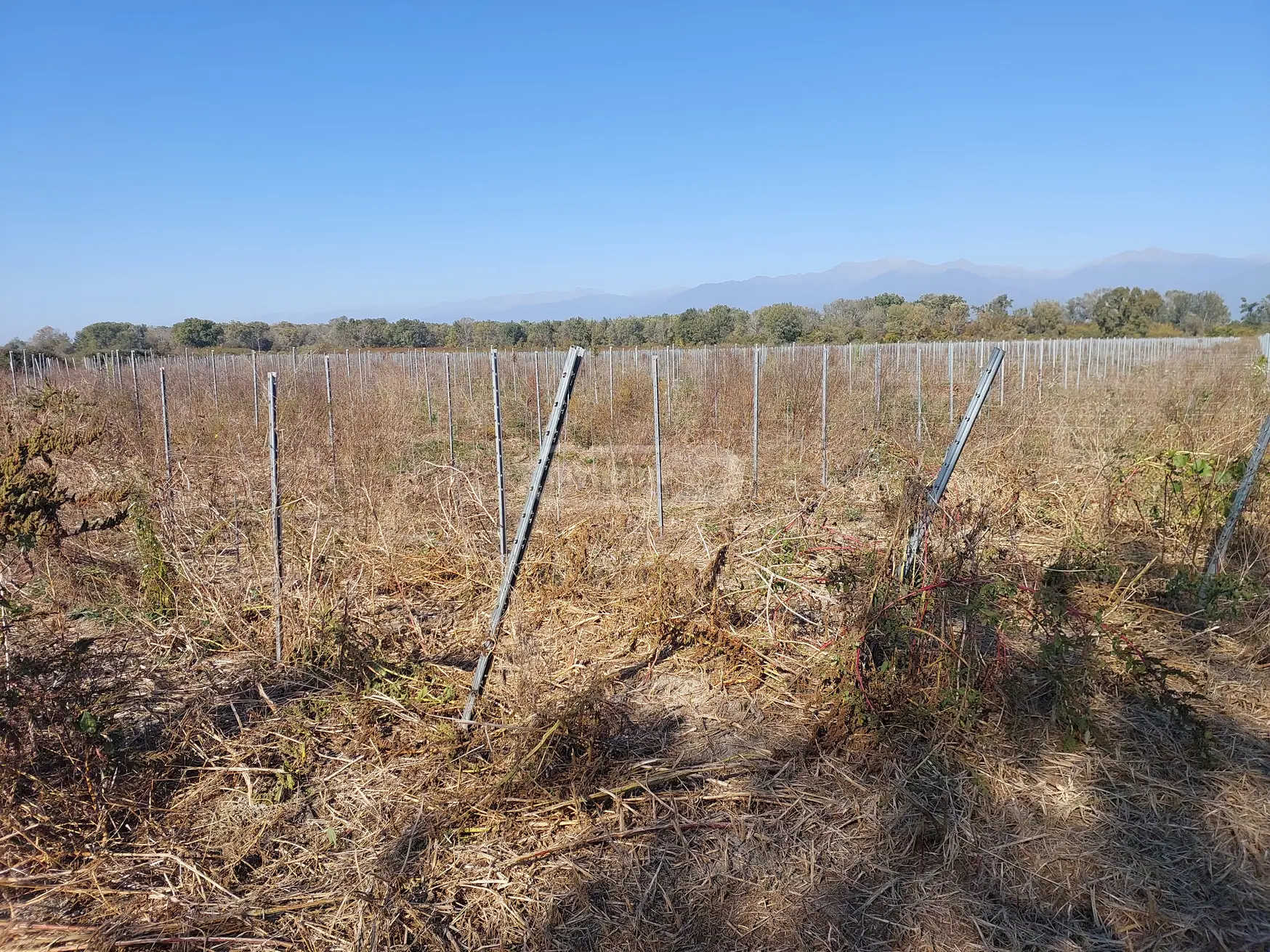 Продажа Agricultural Plot в In Gurjaani (Village), In Gurjaani view 2