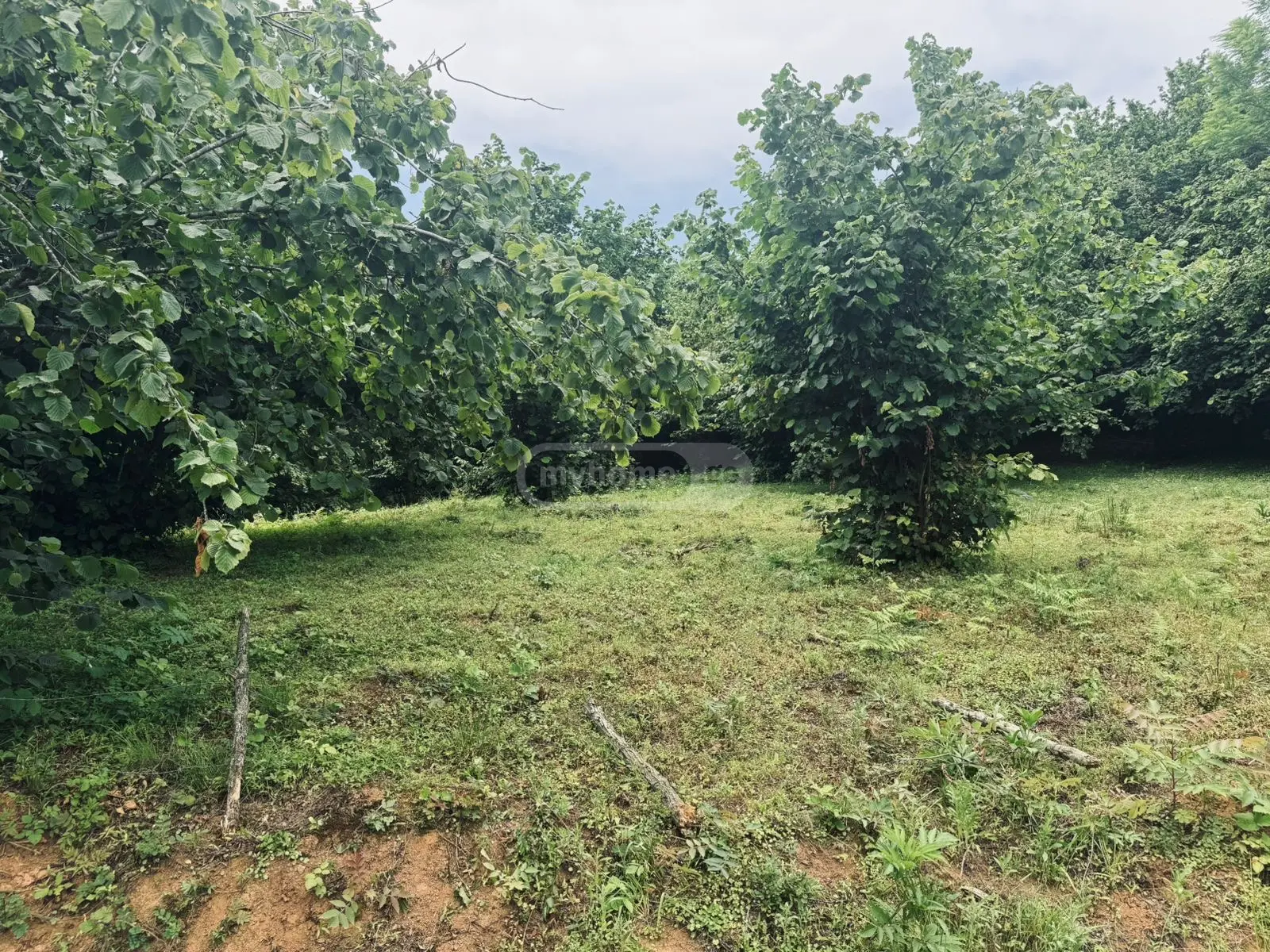 Agricultural Plot For Sale In Tsinsvla, In Khelvachauri Municipality view 4