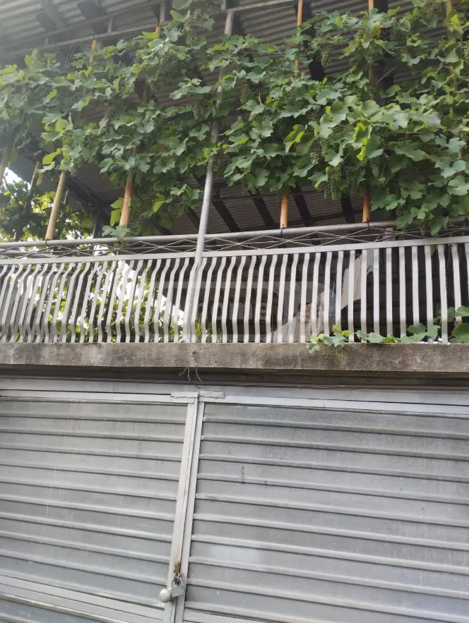 Продажа 10+ Room Private House в In Zugdidi view 8