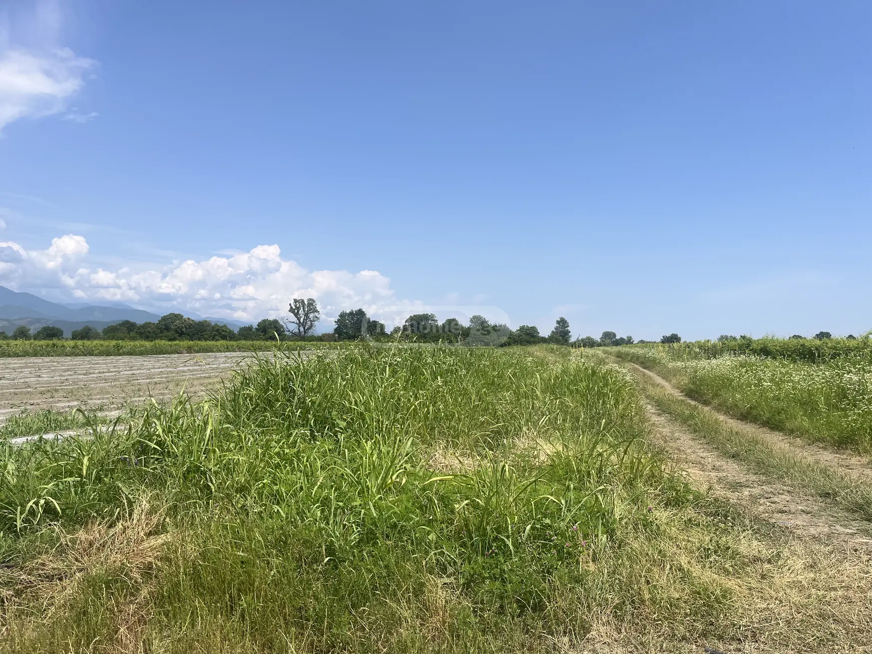 Agricultural Plot For Sale In Kvareli view 3
