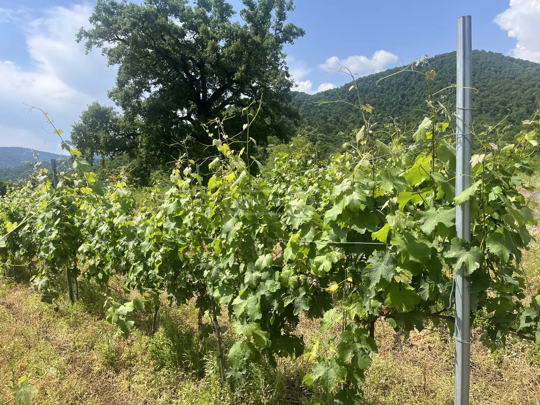 Agricultural Plot For Sale In Kvareli view 4