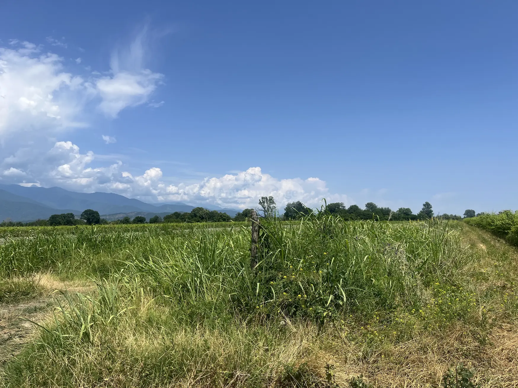 Agricultural Plot For Sale In Kvareli view 1