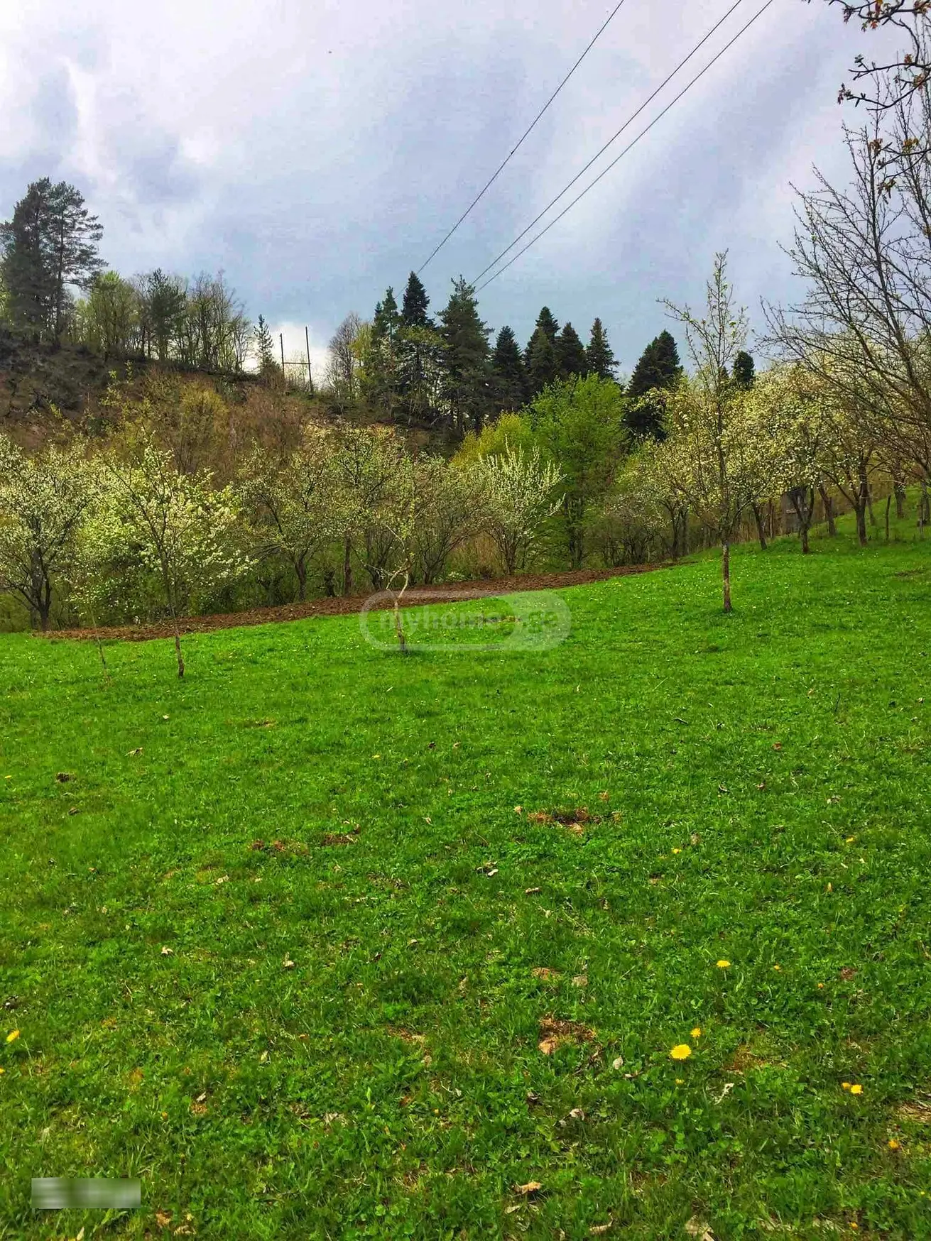 Agricultural Plot For Sale In Ambrolauri view 4