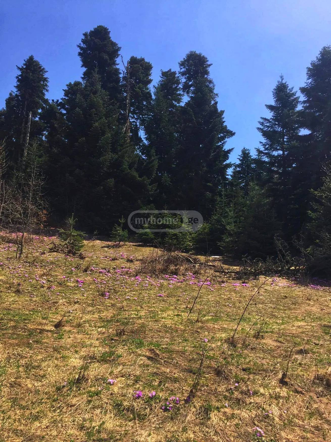 Agricultural Plot For Sale In Ambrolauri view 8