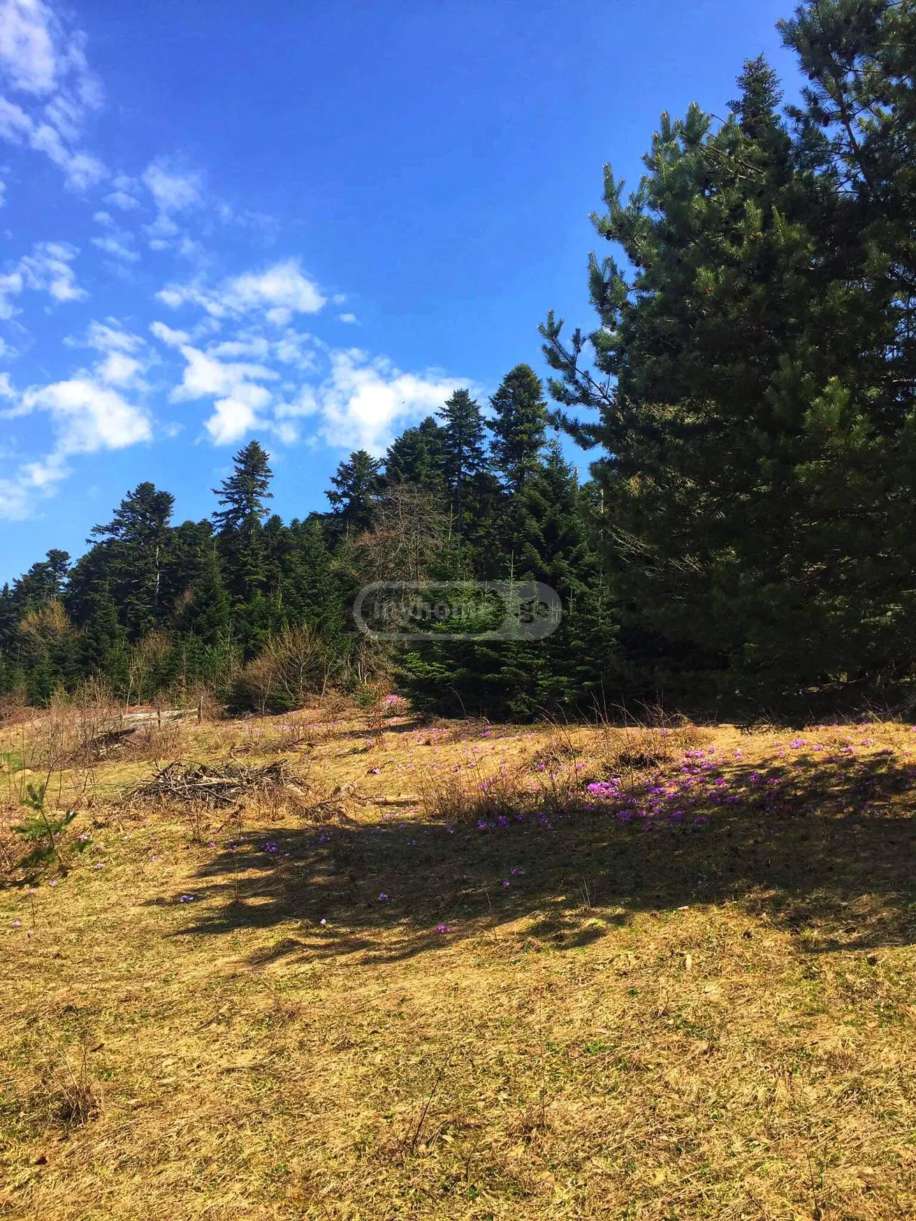 Agricultural Plot For Sale In Ambrolauri view 4