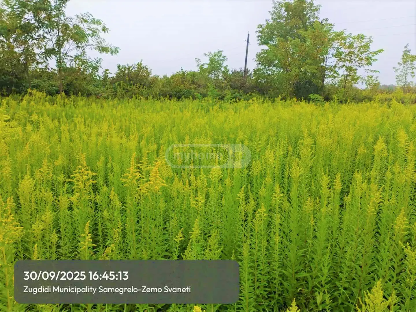 Agricultural Plot For Sale In Zugdidi view 2