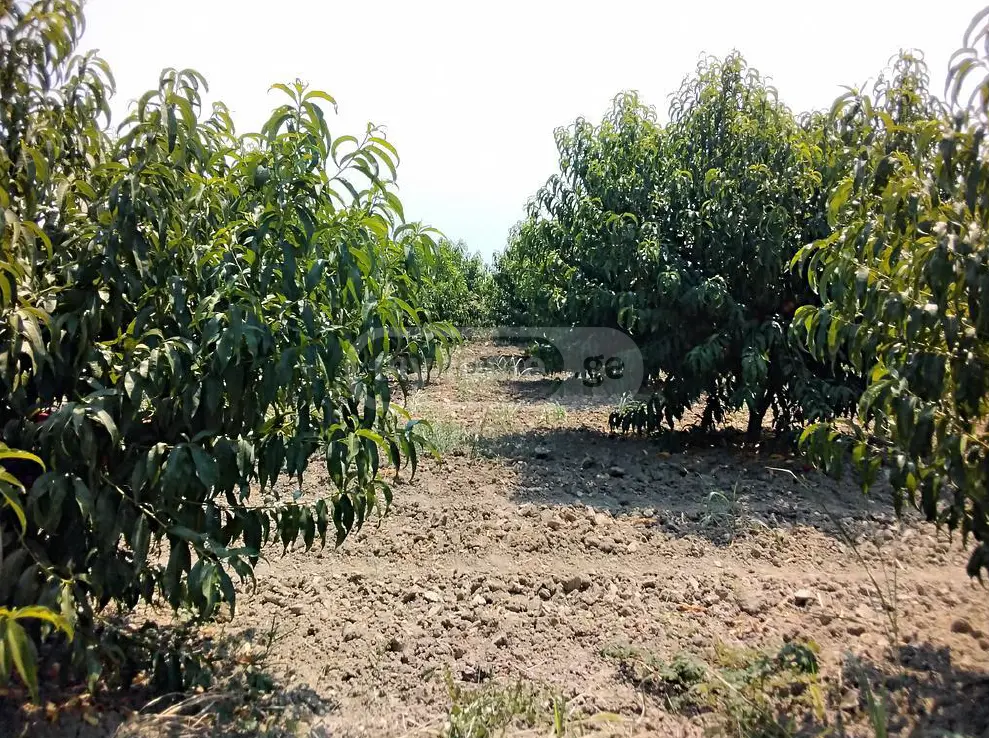 Agricultural Plot For Sale In Gurjaani view 3