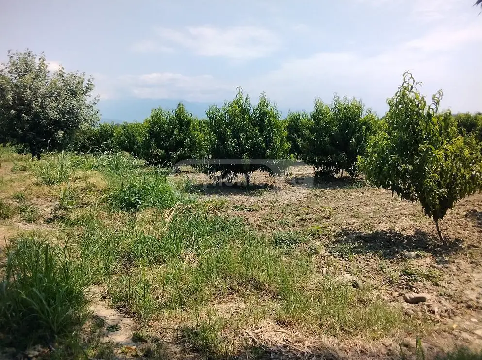Agricultural Plot For Sale In Gurjaani view 1