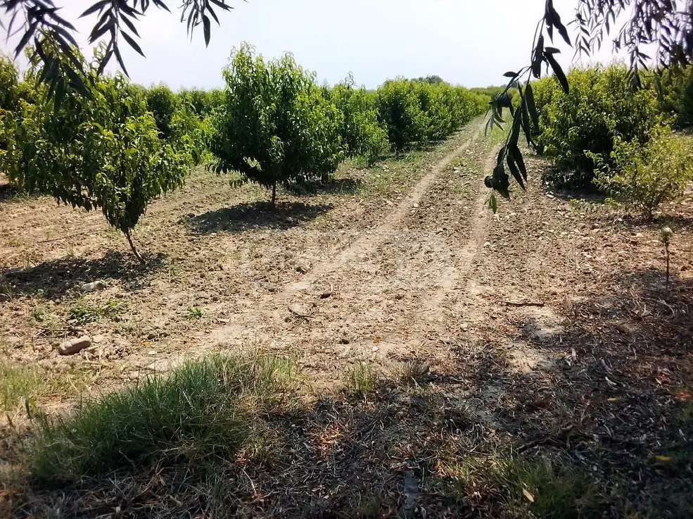 Agricultural Plot For Sale In Gurjaani view 4