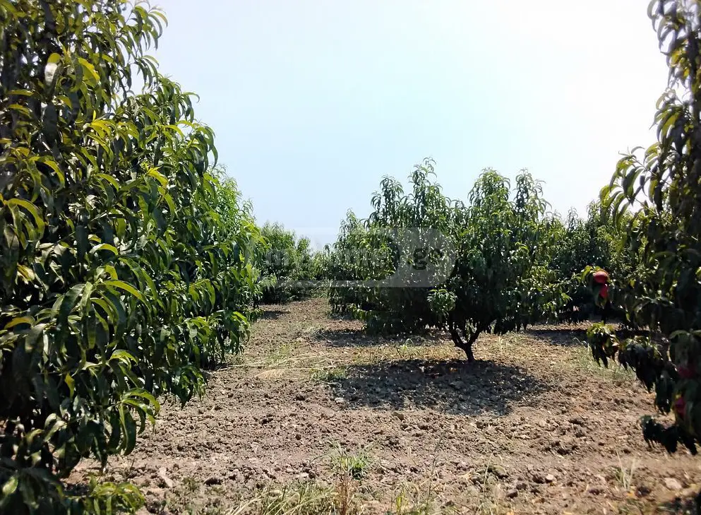 Agricultural Plot For Sale In Gurjaani view 2