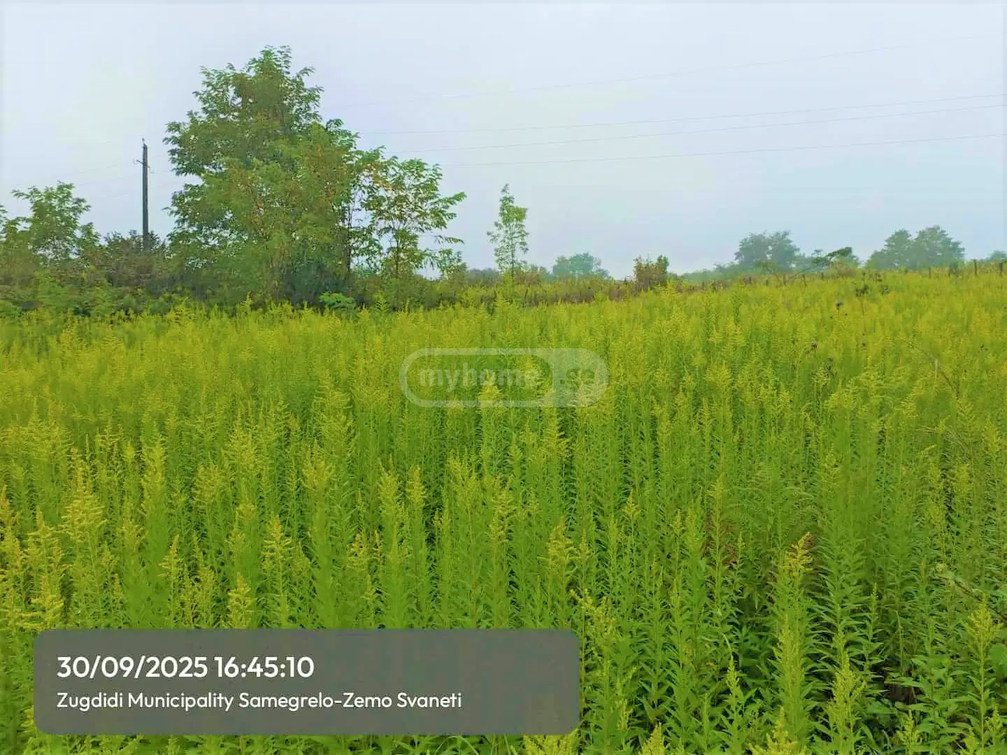 Agricultural Plot For Sale In Zugdidi view 3
