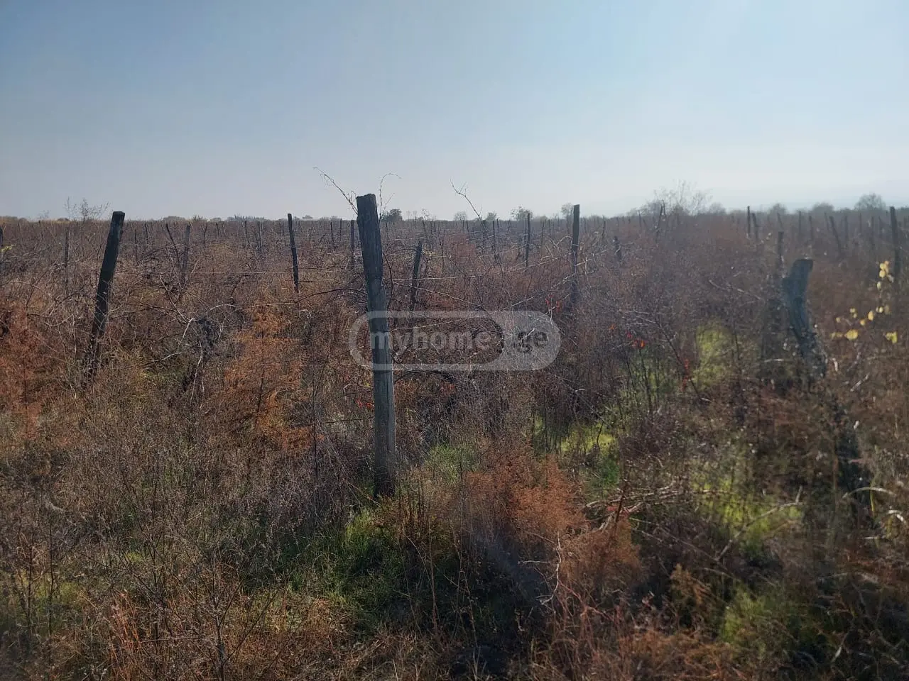 Agricultural Plot For Sale In Gurjaani view 3