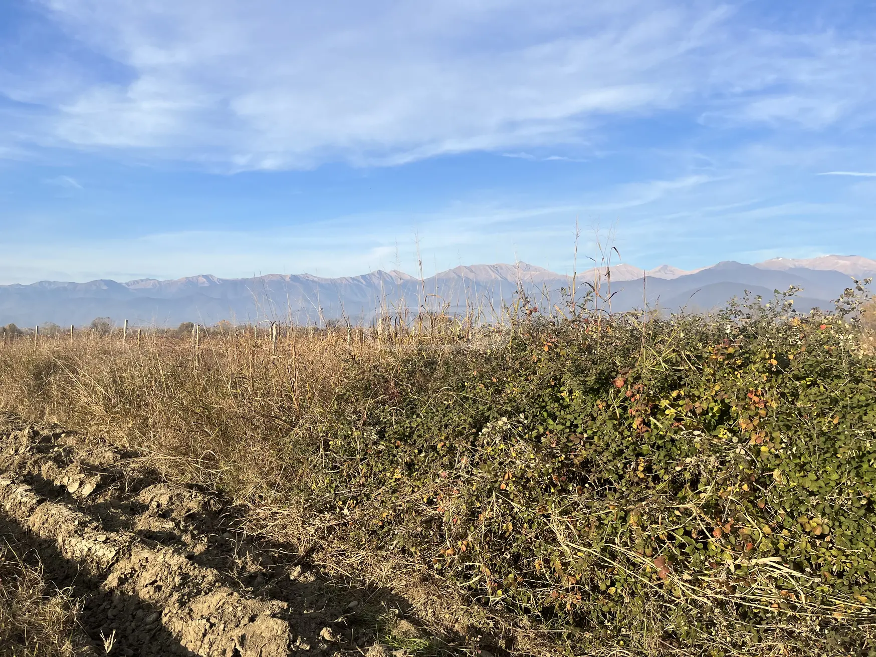 Продажа Agricultural Plot в In Gurjaani view 4