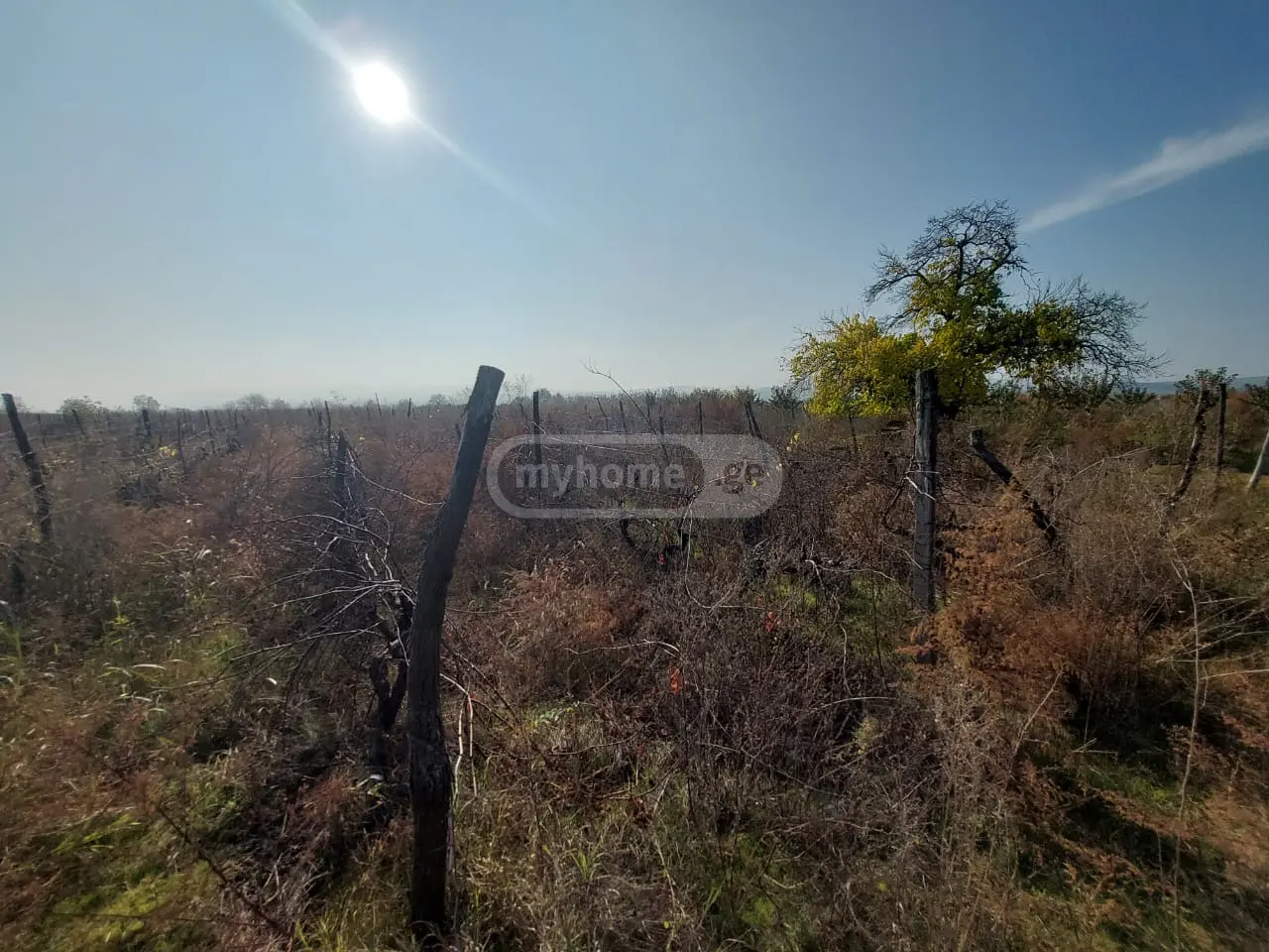 Agricultural Plot For Sale In Gurjaani view 2