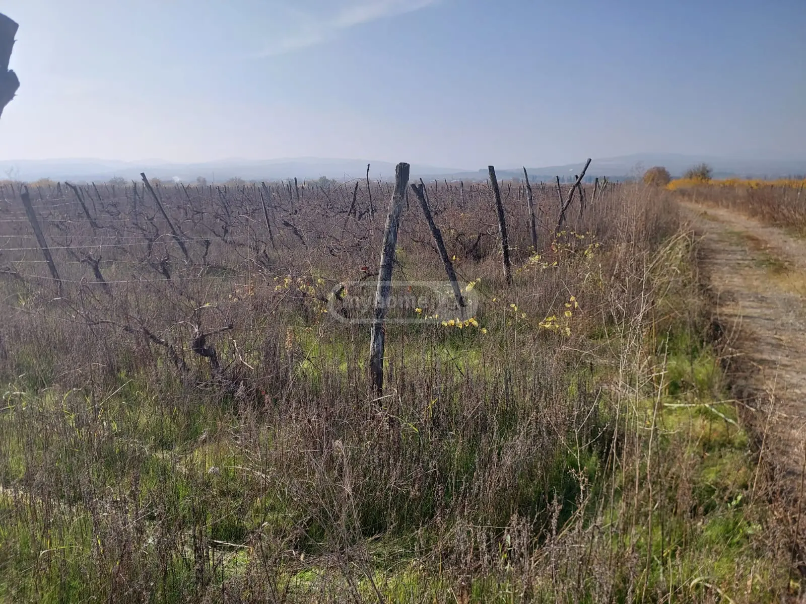 Agricultural Plot For Sale In Gurjaani view 1