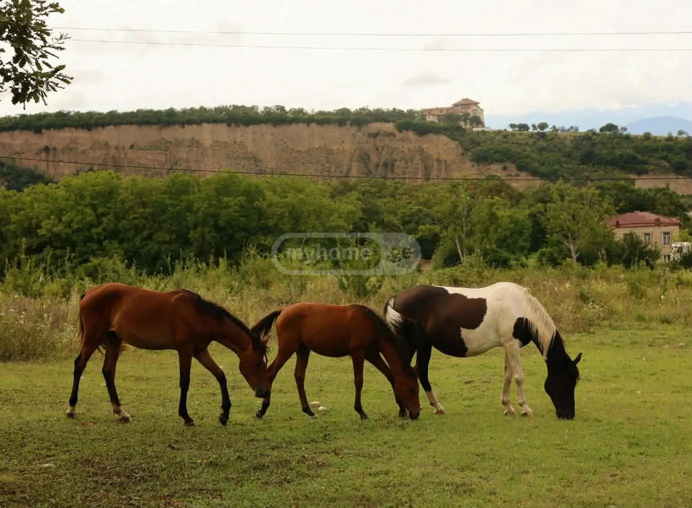 3 Room Private House Daily Rent In Telavi view 8