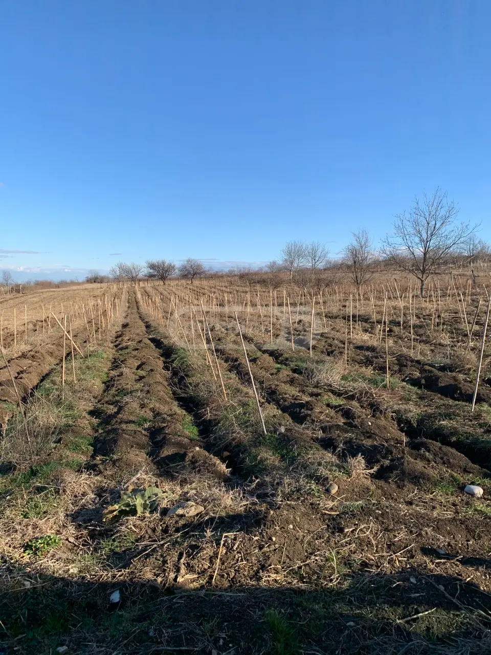 Agricultural Plot For Sale In Telavi view 3
