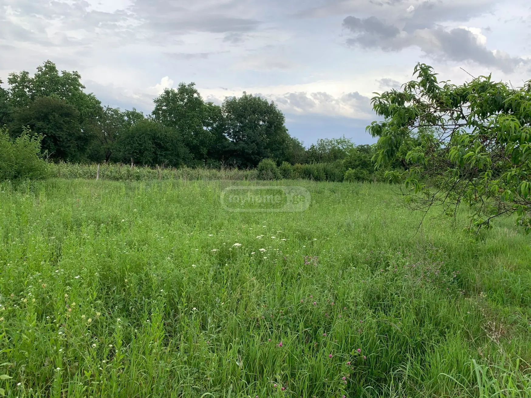 Agricultural Plot For Sale In Ikalto, In Telavi Municipality view 1