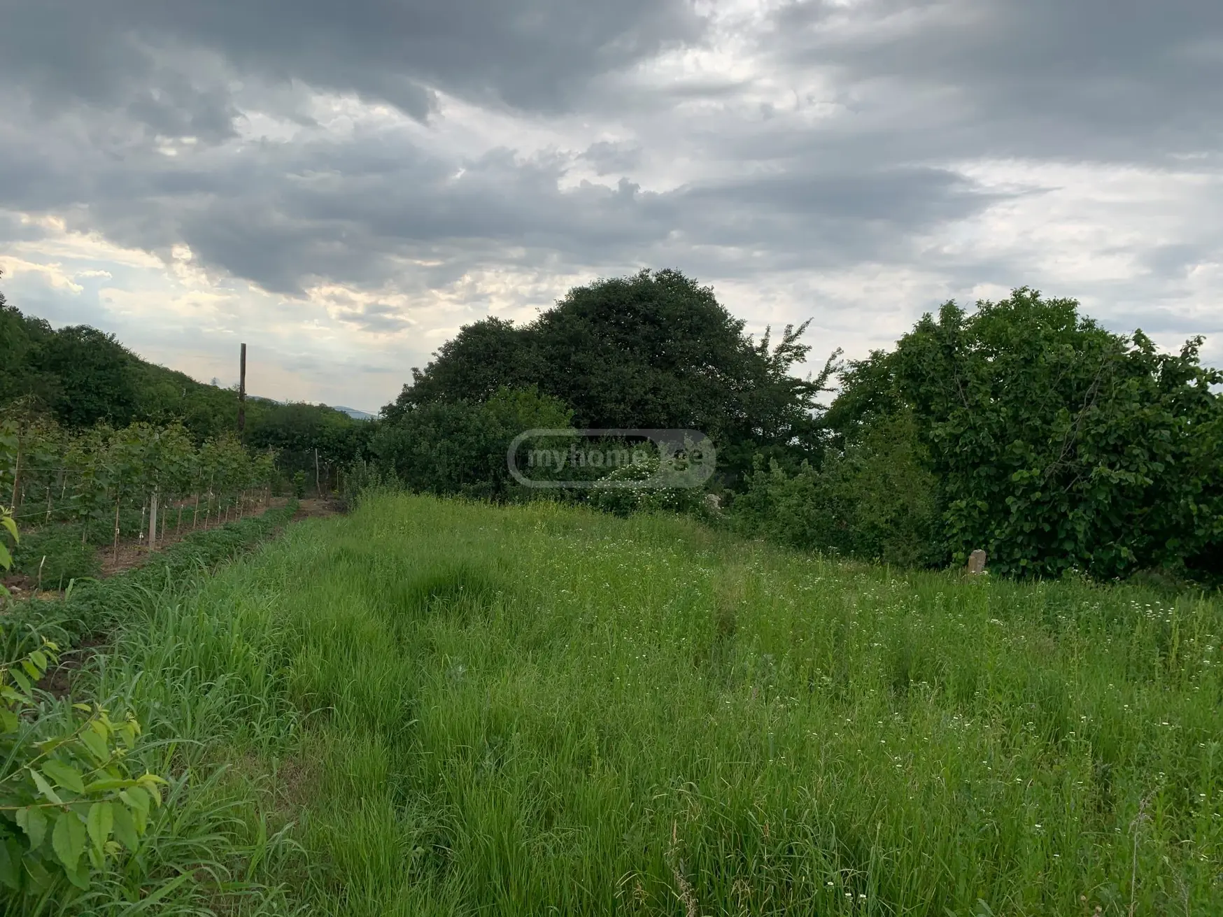 Agricultural Plot For Sale In Ikalto, In Telavi Municipality view 5