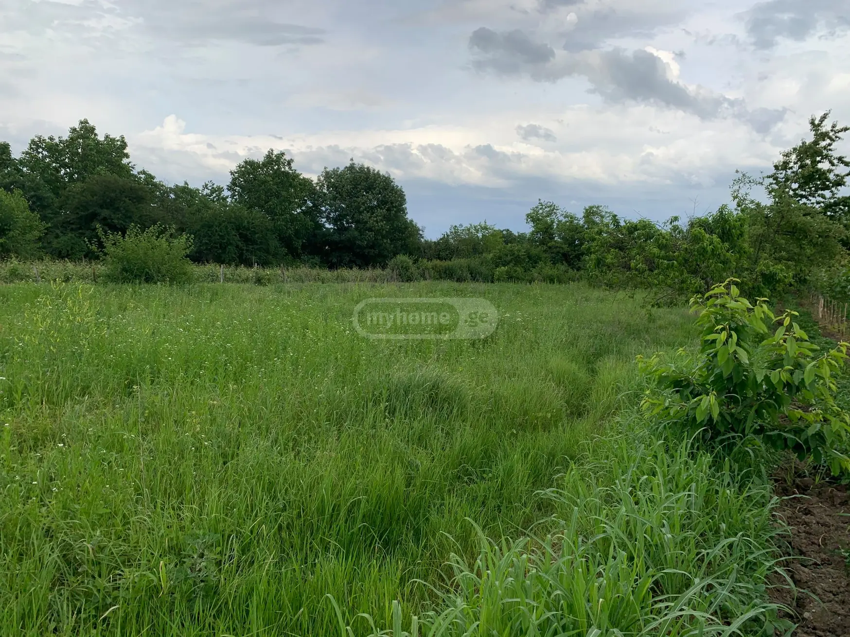 Agricultural Plot For Sale In Ikalto, In Telavi Municipality view 6