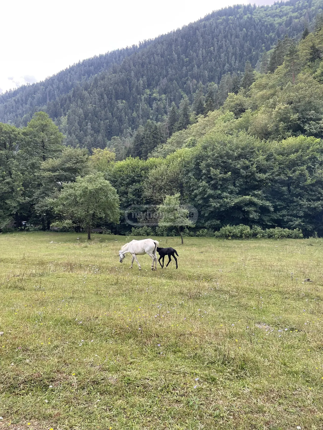 Agricultural Plot For Sale In Likani, In Borjomi Municipality view 3