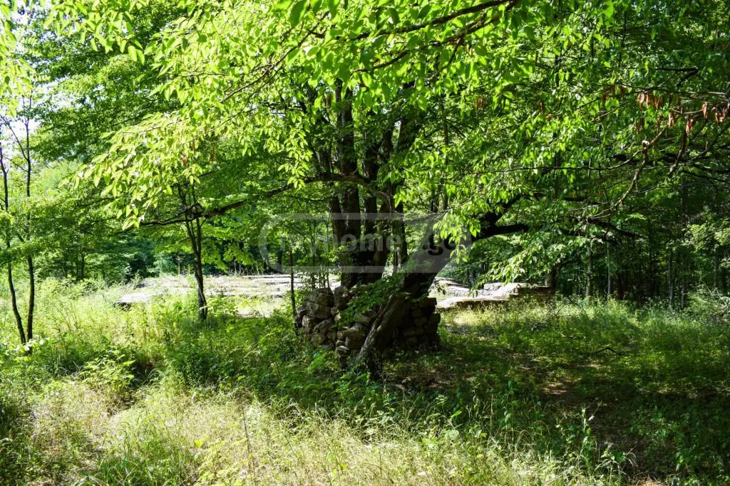 იყიდება Agricultural Plot In Cheremi, In Gurjaani Municipalityში view 1