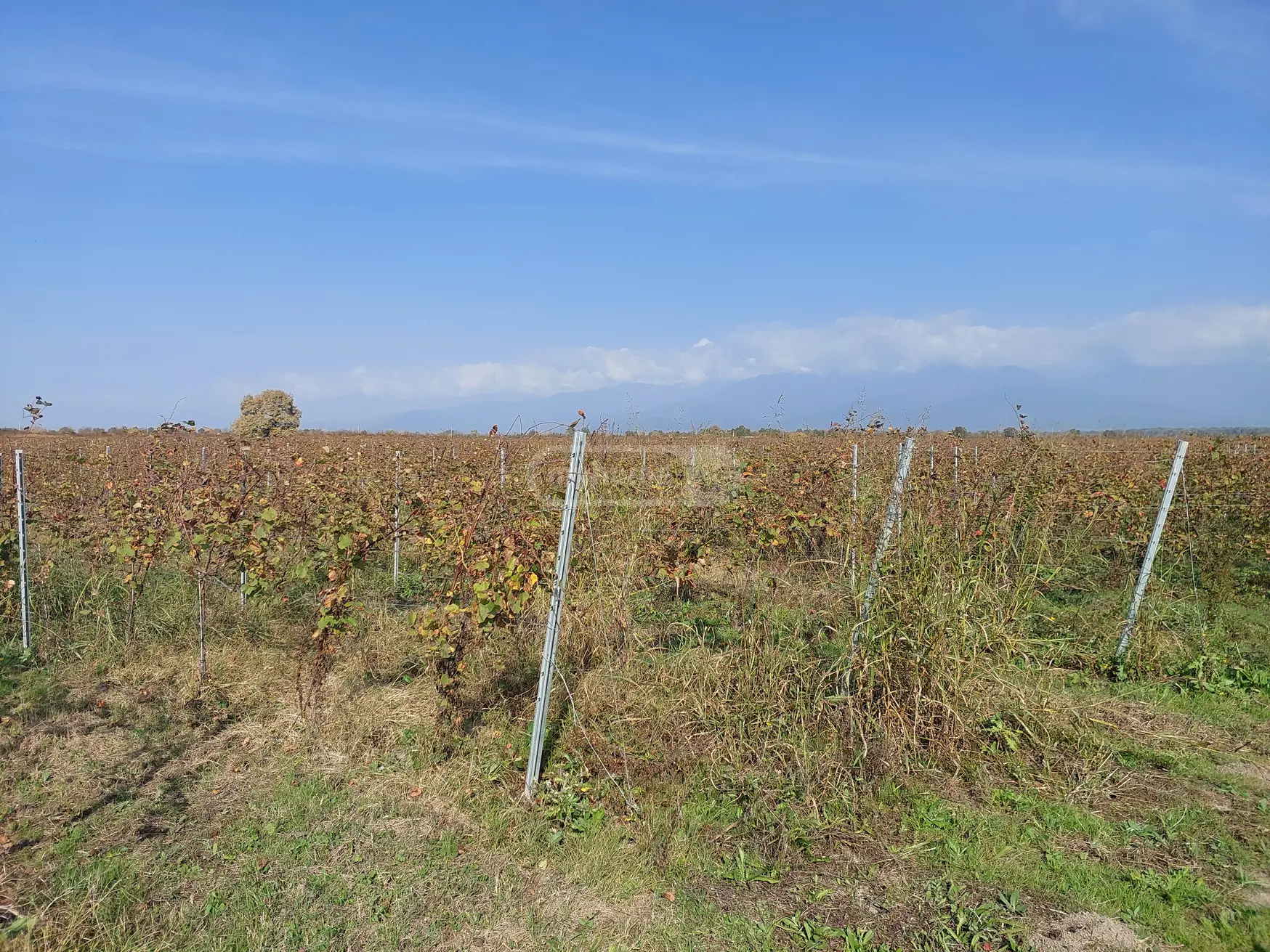 იყიდება Agricultural Plot In Gurjaaniში view 2