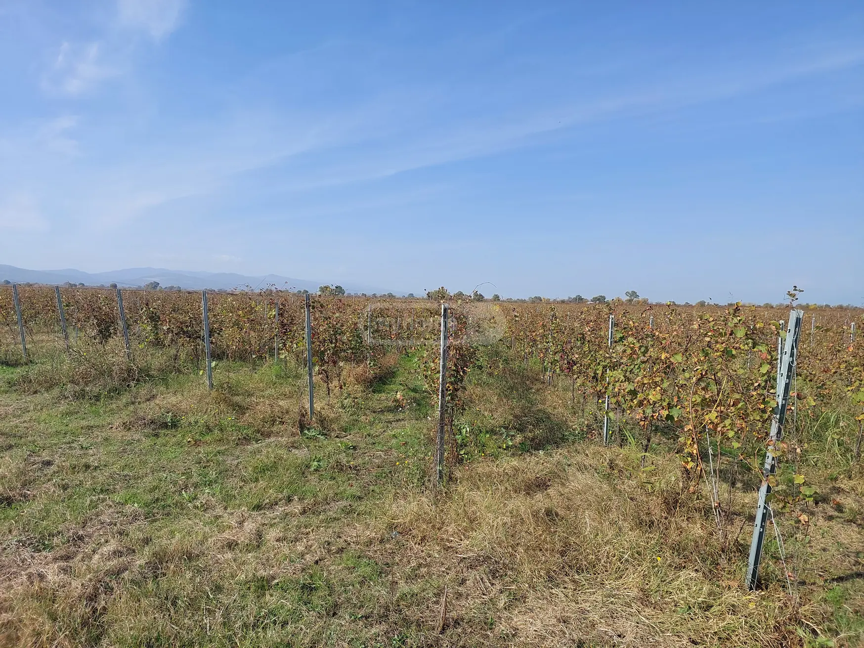იყიდება Agricultural Plot In Gurjaaniში view 1