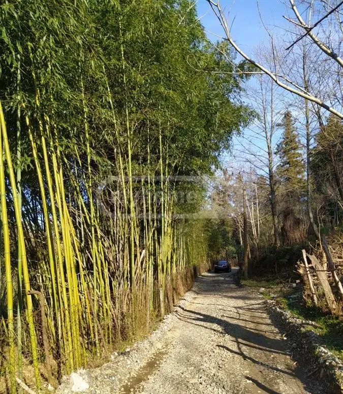 Agricultural Plot For Sale In Chaqvi, In Kobuleti Municipality view 1