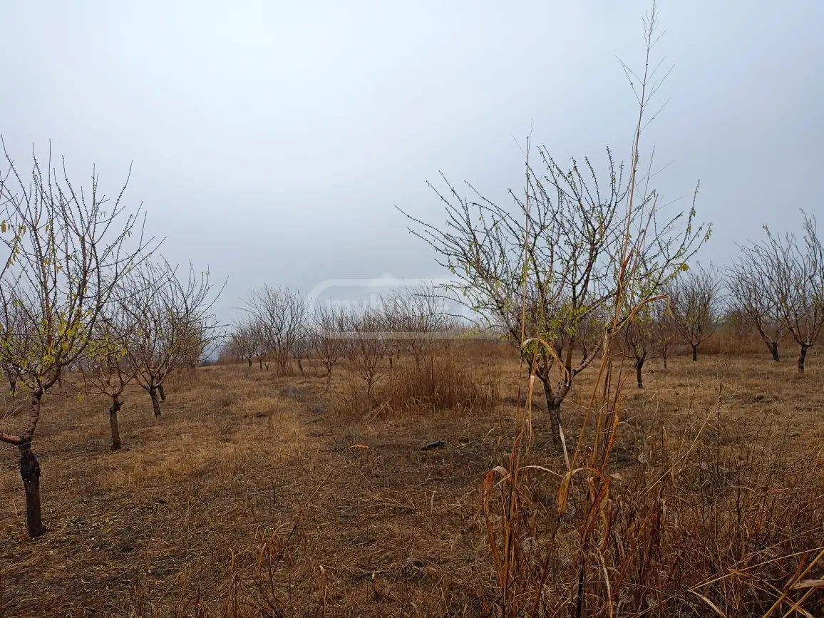 Agricultural Plot For Sale In Naniani, In Gurjaani Municipality view 4