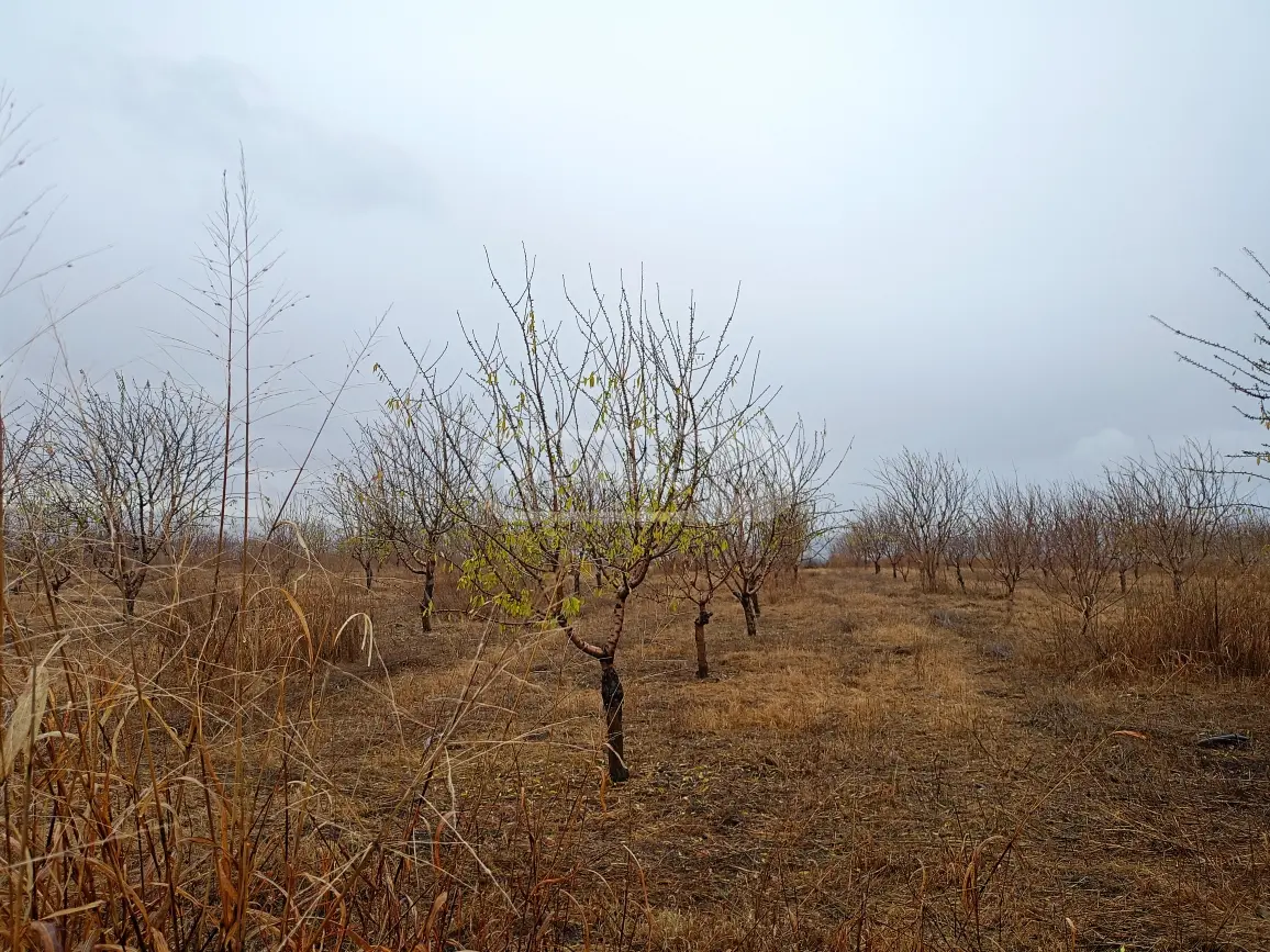 Agricultural Plot For Sale In Naniani, In Gurjaani Municipality view 2