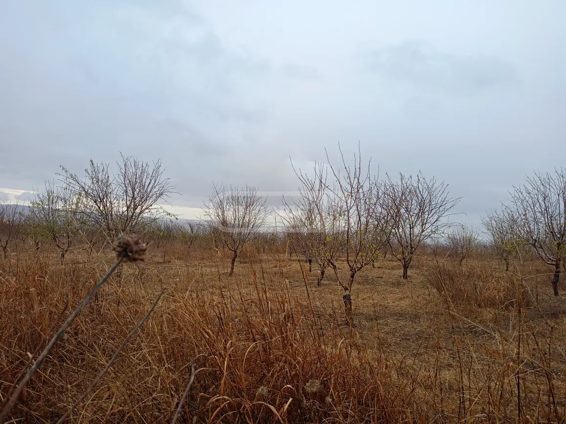 Agricultural Plot For Sale In Naniani, In Gurjaani Municipality view 1