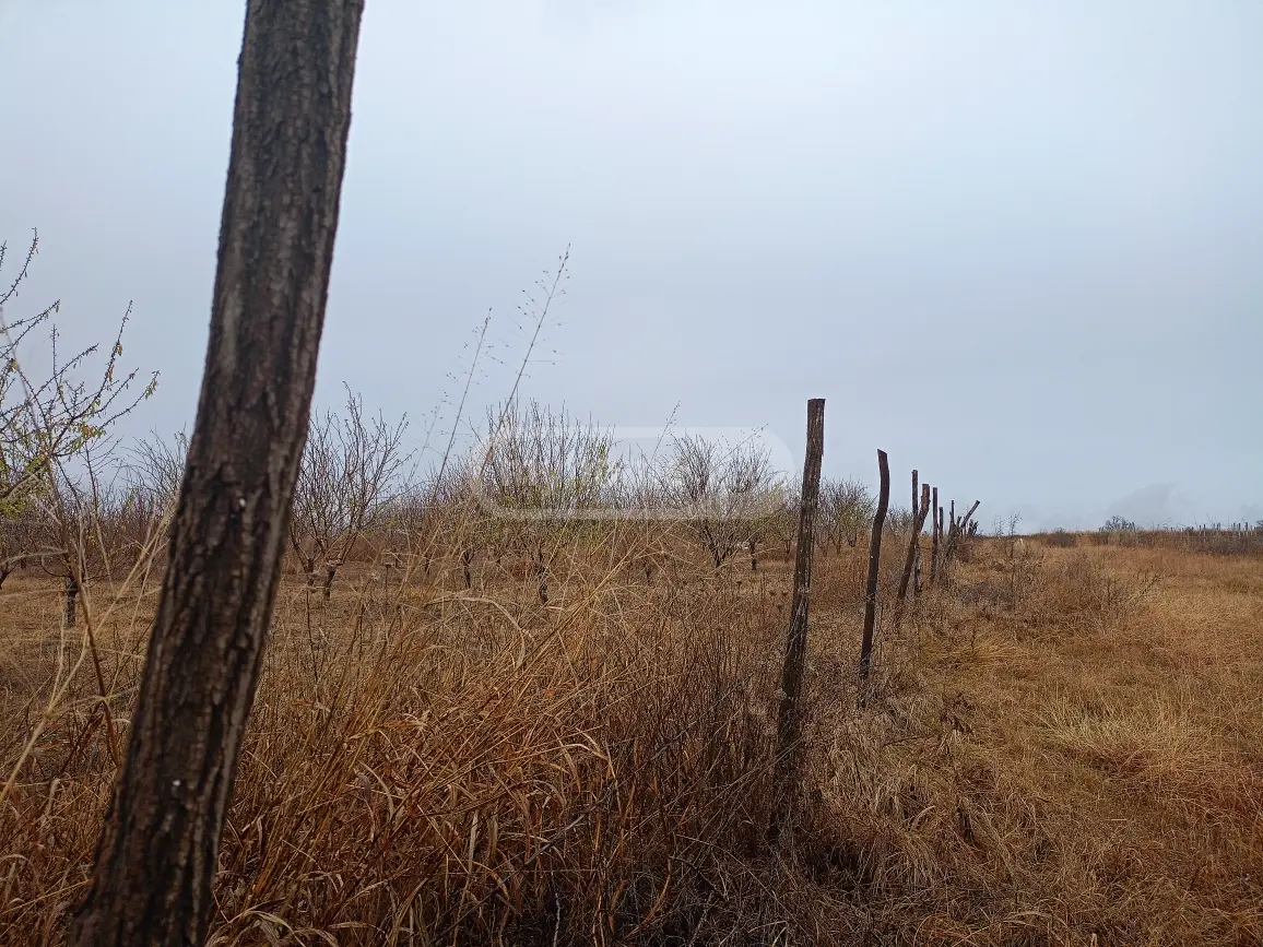 Agricultural Plot For Sale In Naniani, In Gurjaani Municipality view 3
