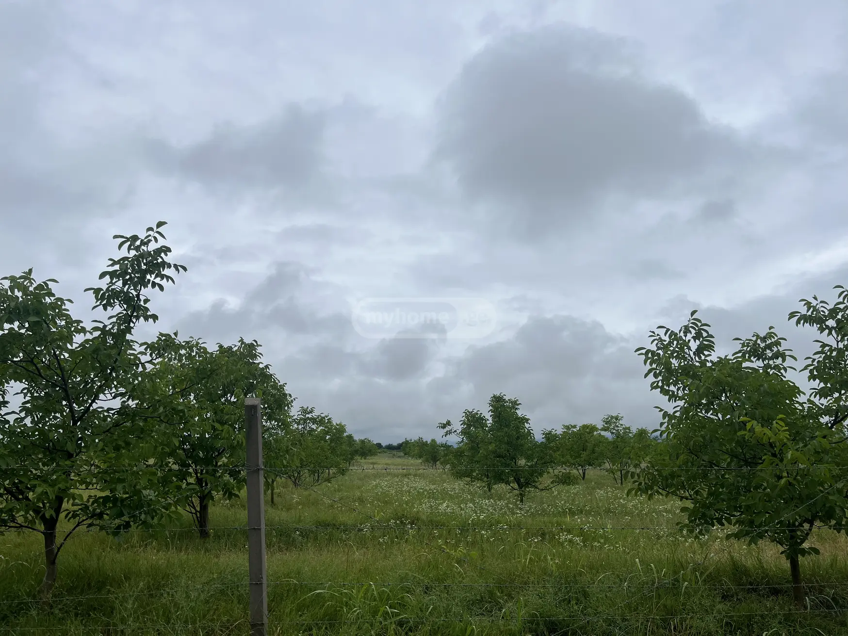 Agricultural Plot For Sale In Akhmeta view 4