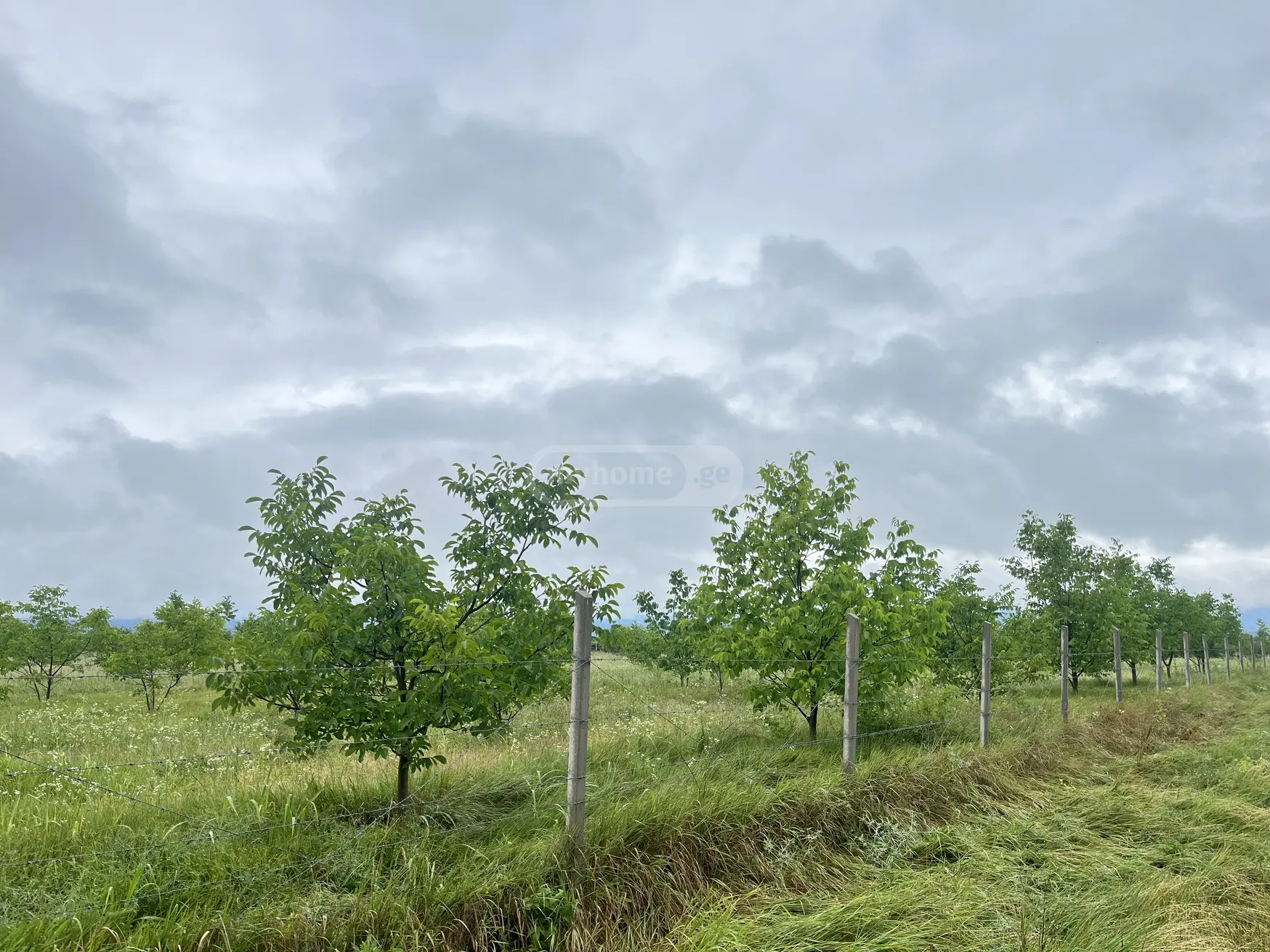 Agricultural Plot For Sale In Akhmeta view 3