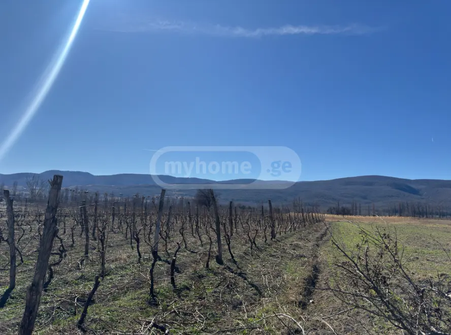 Agricultural Plot For Sale In Akhmeta view 4