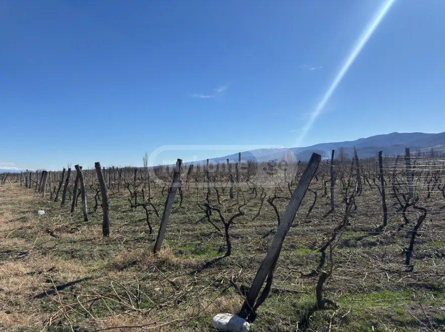 Agricultural Plot For Sale In Akhmeta view 1